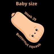 Baby size at 29 weeks butternut squash